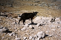 Faune_Chevre_(pas Kri-Kri)